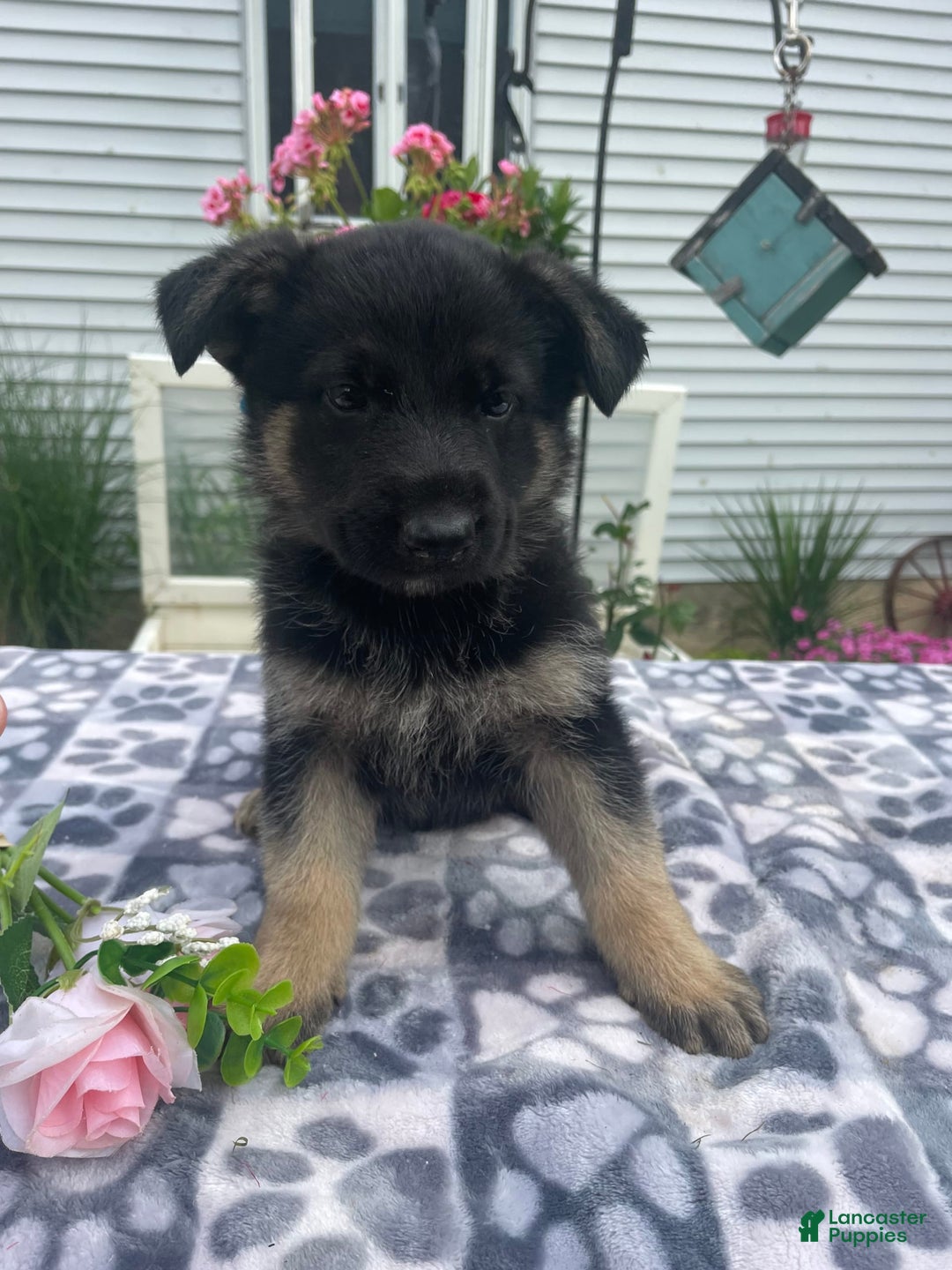 German Shepherd dogs for sale: Sally - Image 3