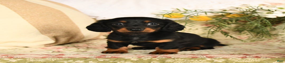 Rosie
