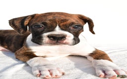 Boxer dogs for sale: Melody - Image 4