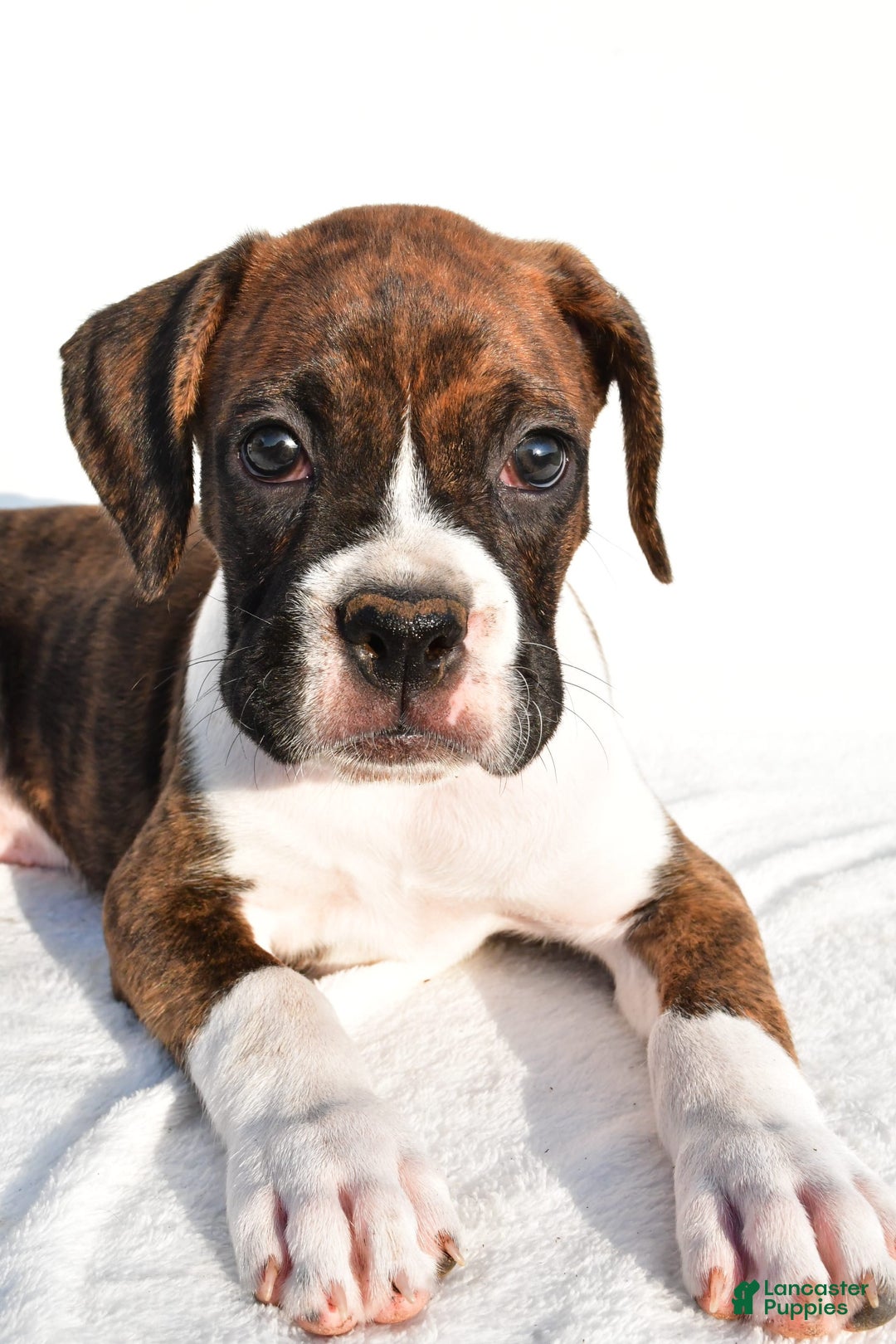 Boxer dogs for sale: Melody - Image 4