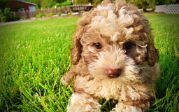 Havapoo dogs for sale: Webster - Image 8