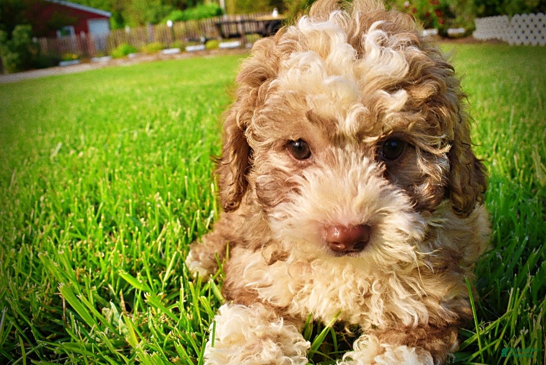 Havapoo dogs for sale: Webster - Image 8