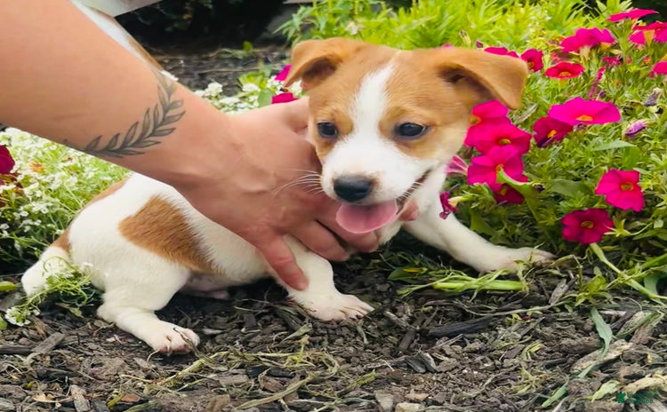 Jack Russell Terrier dogs for sale - Ad 2