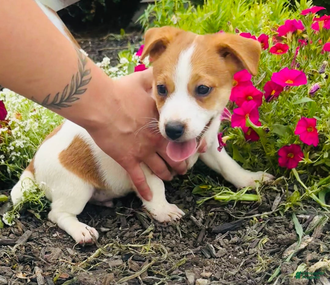Jack Russell Terrier dogs for sale: Lindon - Image 1