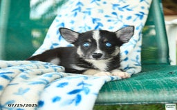 Pomsky dogs for sale: Montgomery - Image 2