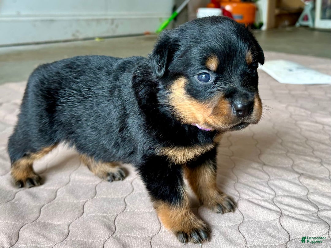 Rottweiler dogs for sale: Purple - Image 7