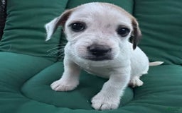 Jack Russell Terrier dogs for sale: Rocky - Image 7