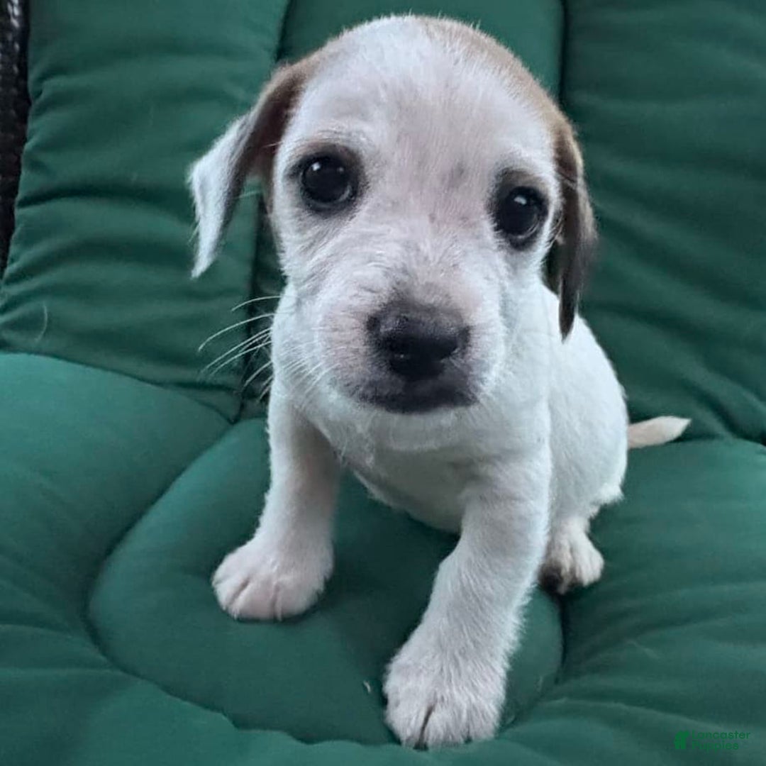 Jack Russell Terrier dogs for sale: Rocky - Image 7
