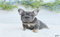 French Bulldog dogs for sale: Madison - Image 1