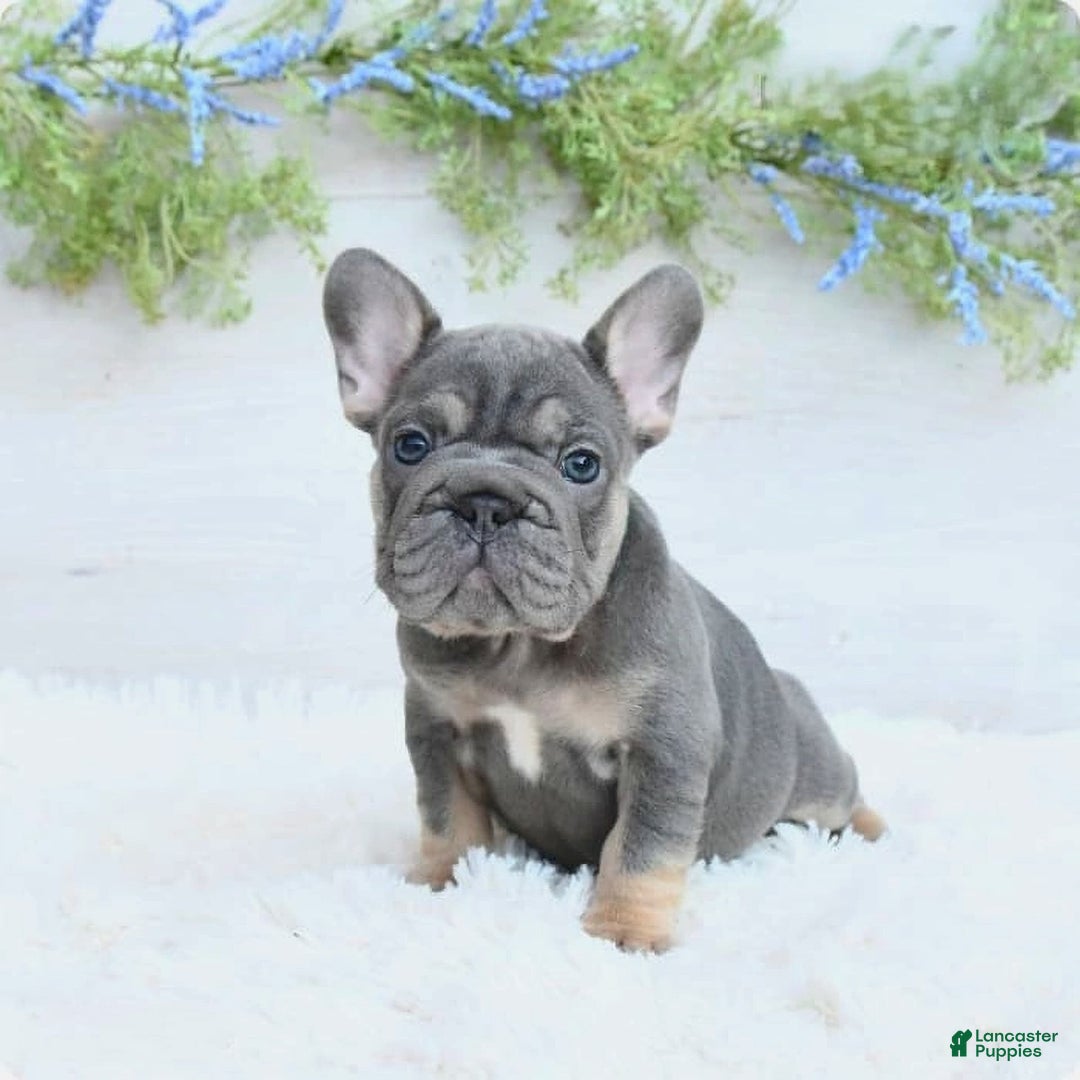 French Bulldog dogs for sale: Madison - Image 1