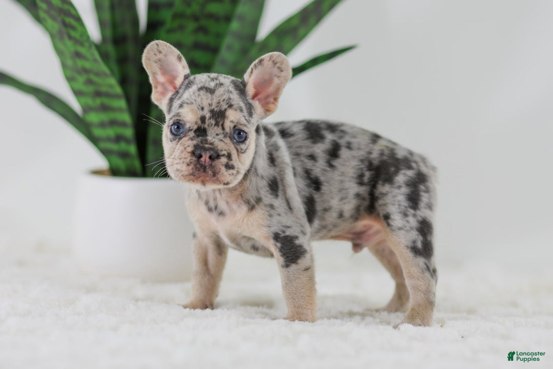French Bulldog dogs for sale: Garth - Image 4