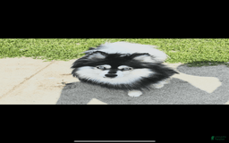 Pomsky dogs for sale: Ruger Iron Tate - Image 1