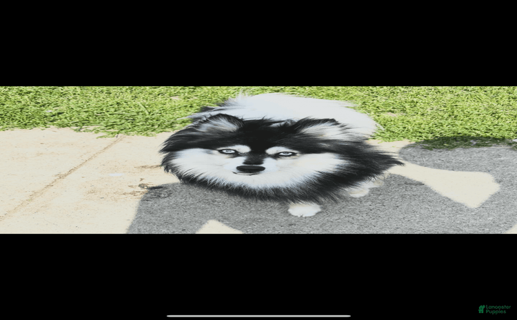 Pomsky dogs for sale - Ad 4