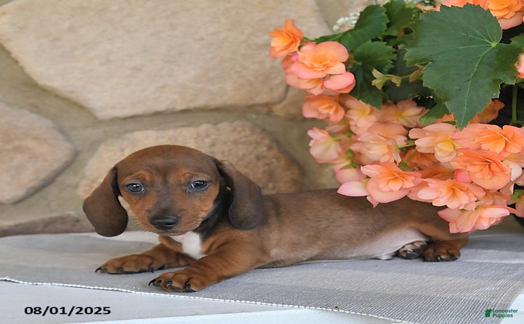 Miniature Dachshund dogs for sale - Ad 2
