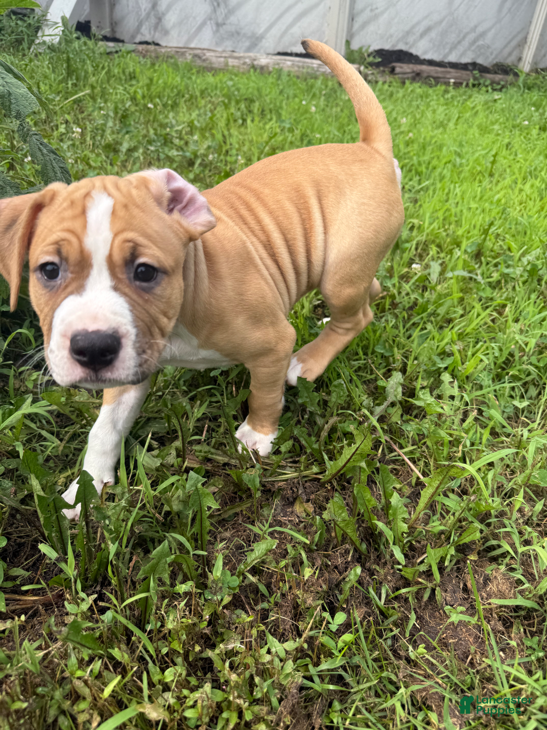 American Pit Bull Terrier dogs for sale: Helga - Image 20