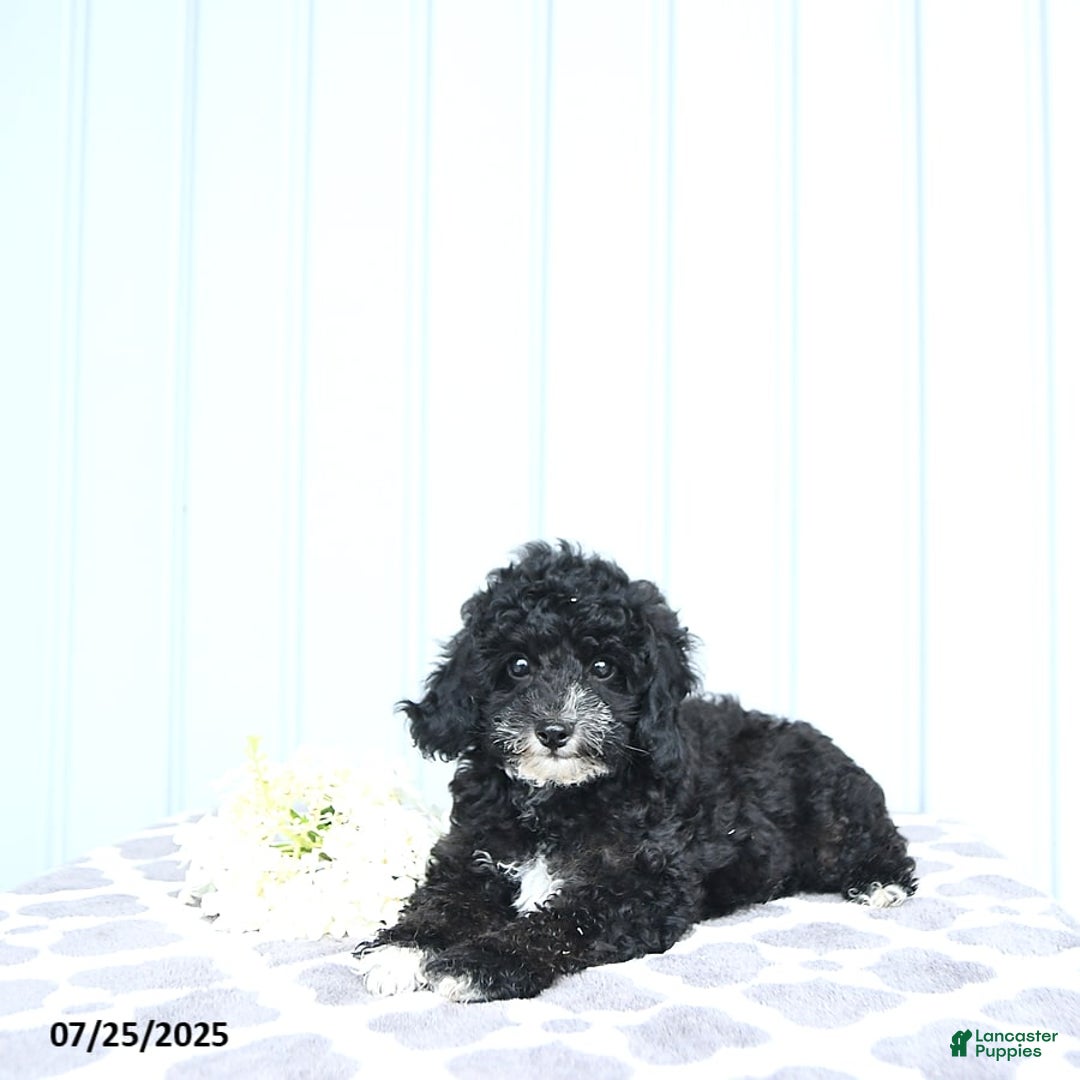 Toy Poodle dogs for sale: Kobey - Image 15
