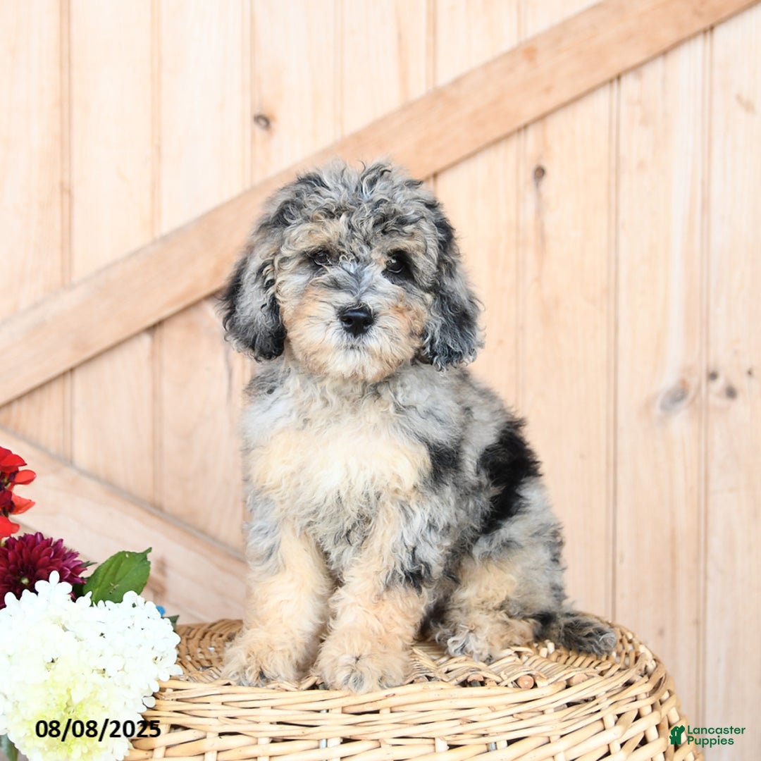 Miniature Poodle dogs for sale: Miniature Poodle 8 puppies - Image 19