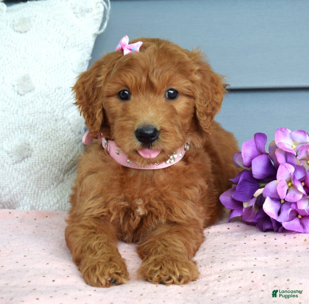 Goldendoodle dogs for sale: Cora - Image 1