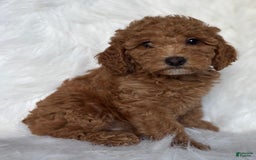 Mini Goldendoodle dogs for sale: Liberty - Image 3