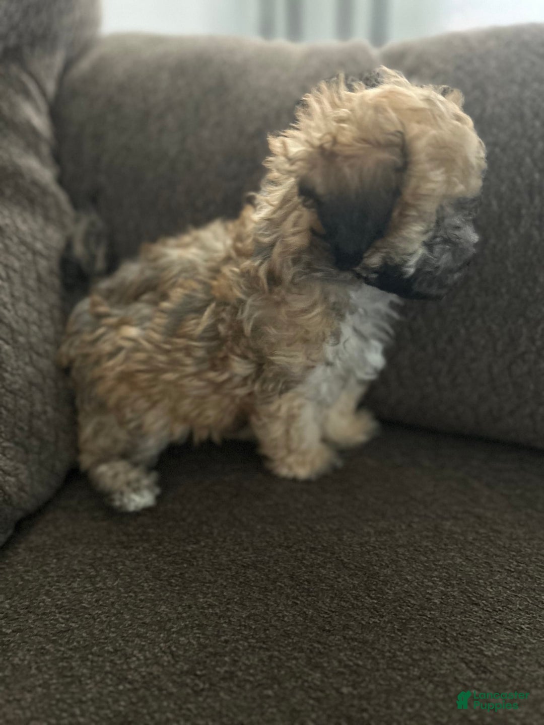 Teddy Bear dogs for sale: Max - Image 6