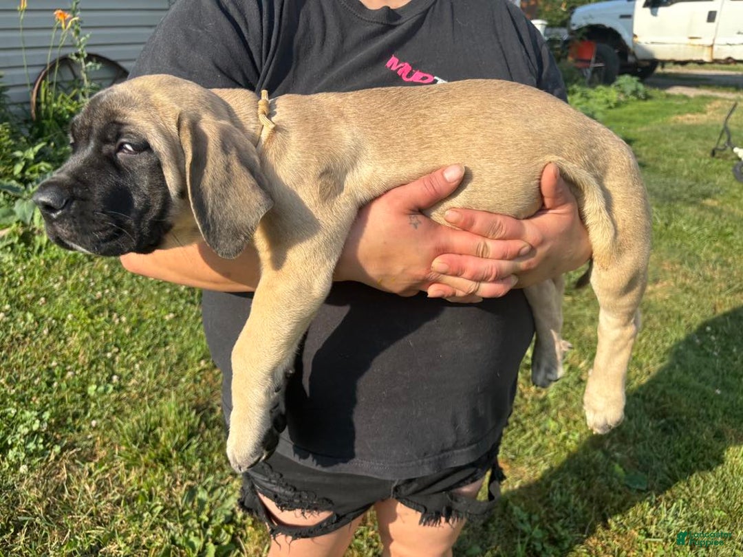 English Mastiff dogs for sale: Pinky - Image 10