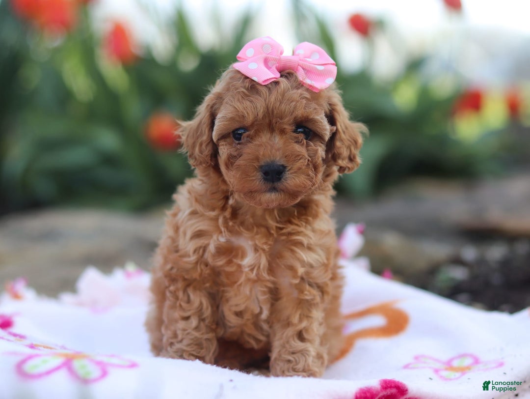 Miniature Poodle dogs for sale: Leah - Image 1