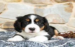 Miniature Bernese Mountain Dog dogs for sale: Cedar - Image 1
