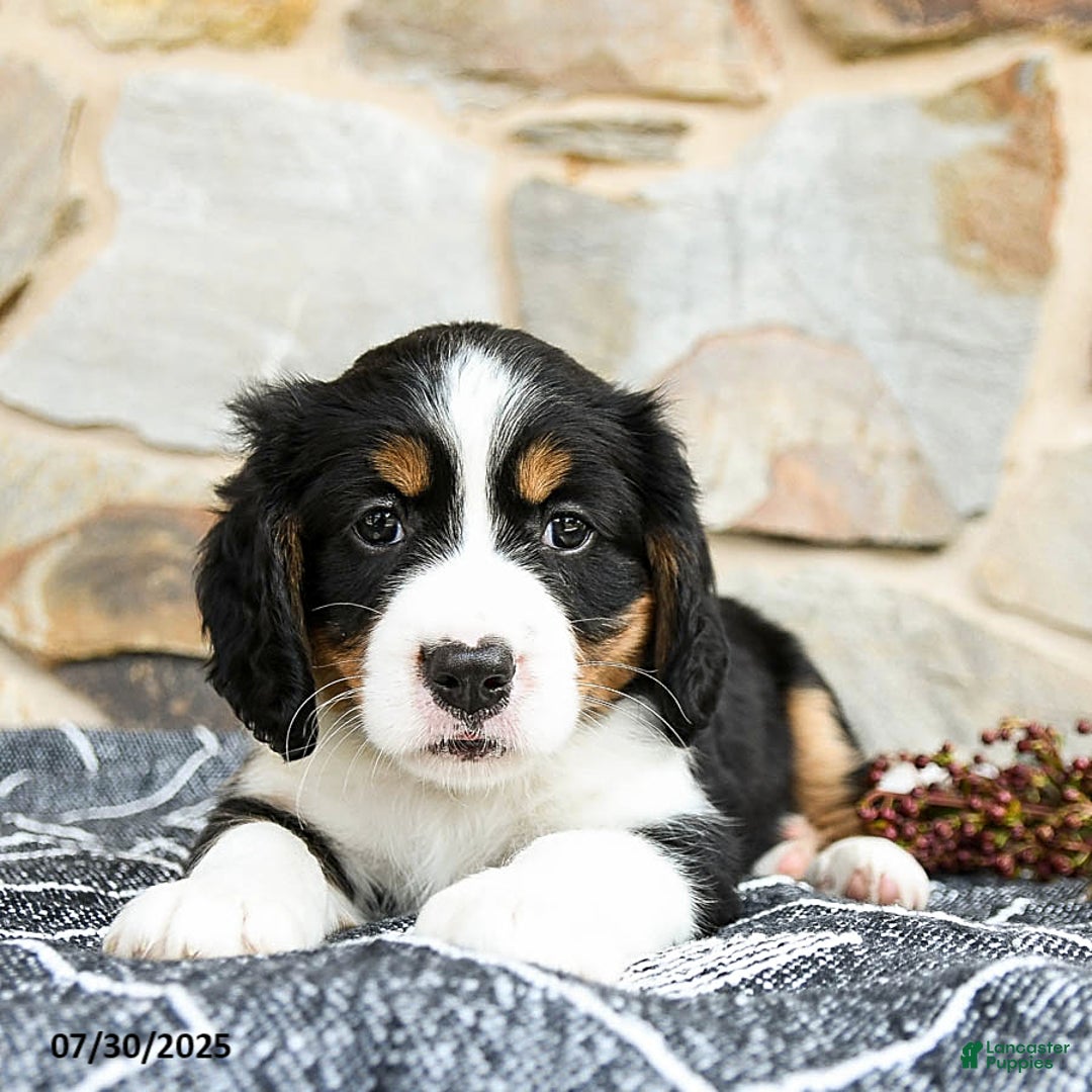 Miniature Bernese Mountain Dog dogs for sale: Cedar - Image 1