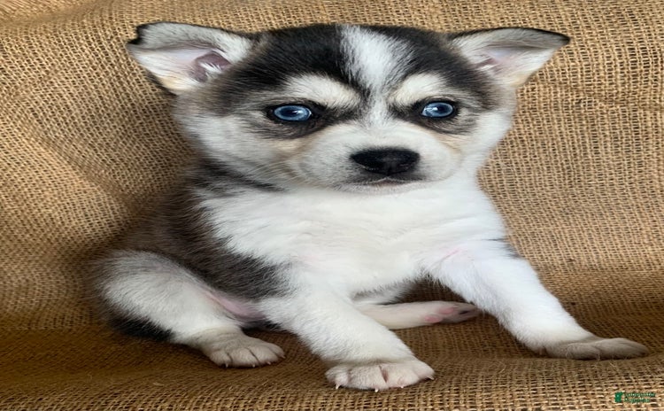 Alaskan Klee Kai dogs for sale - Ad 2
