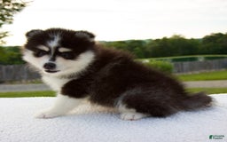 Pomsky dogs for sale: Lexi - Image 1