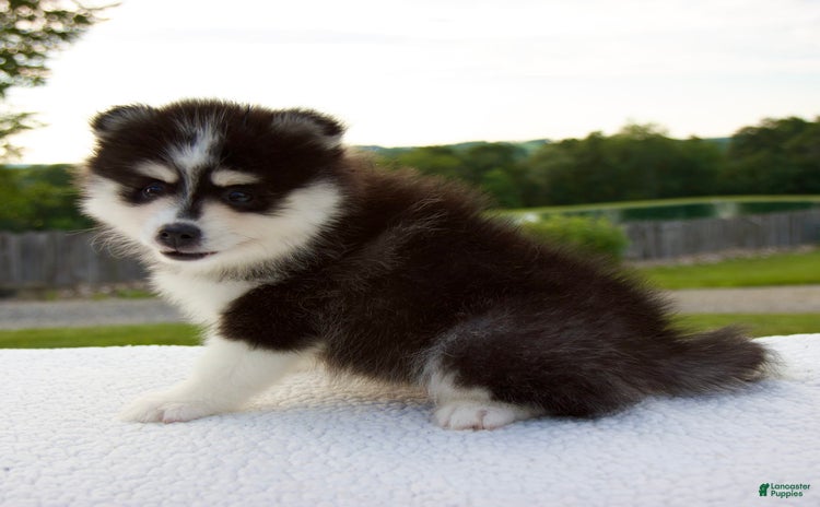 Pomsky dogs for sale - Ad 4