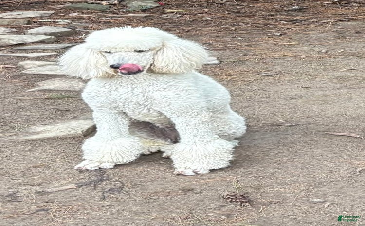 Standard Poodle dogs for sale - Ad 2