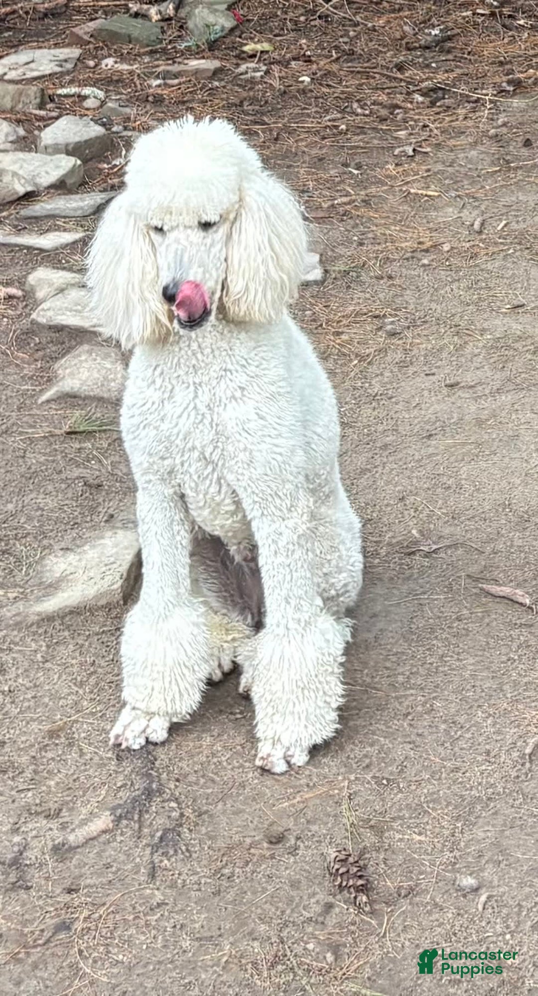 Standard Poodle dogs for sale: Canvas - Image 3