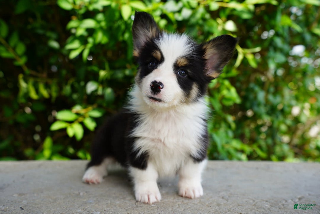 American Corgi dogs for sale: Ash - Image 2