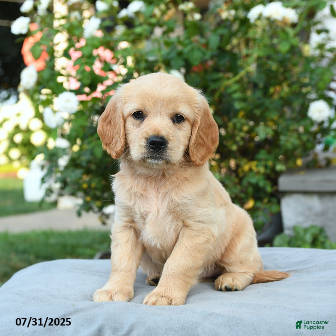 Miniature Golden Retriever dogs for sale: Savannah - Image 3