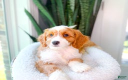 Cavapoo dogs for sale: Yahtzee - Image 7