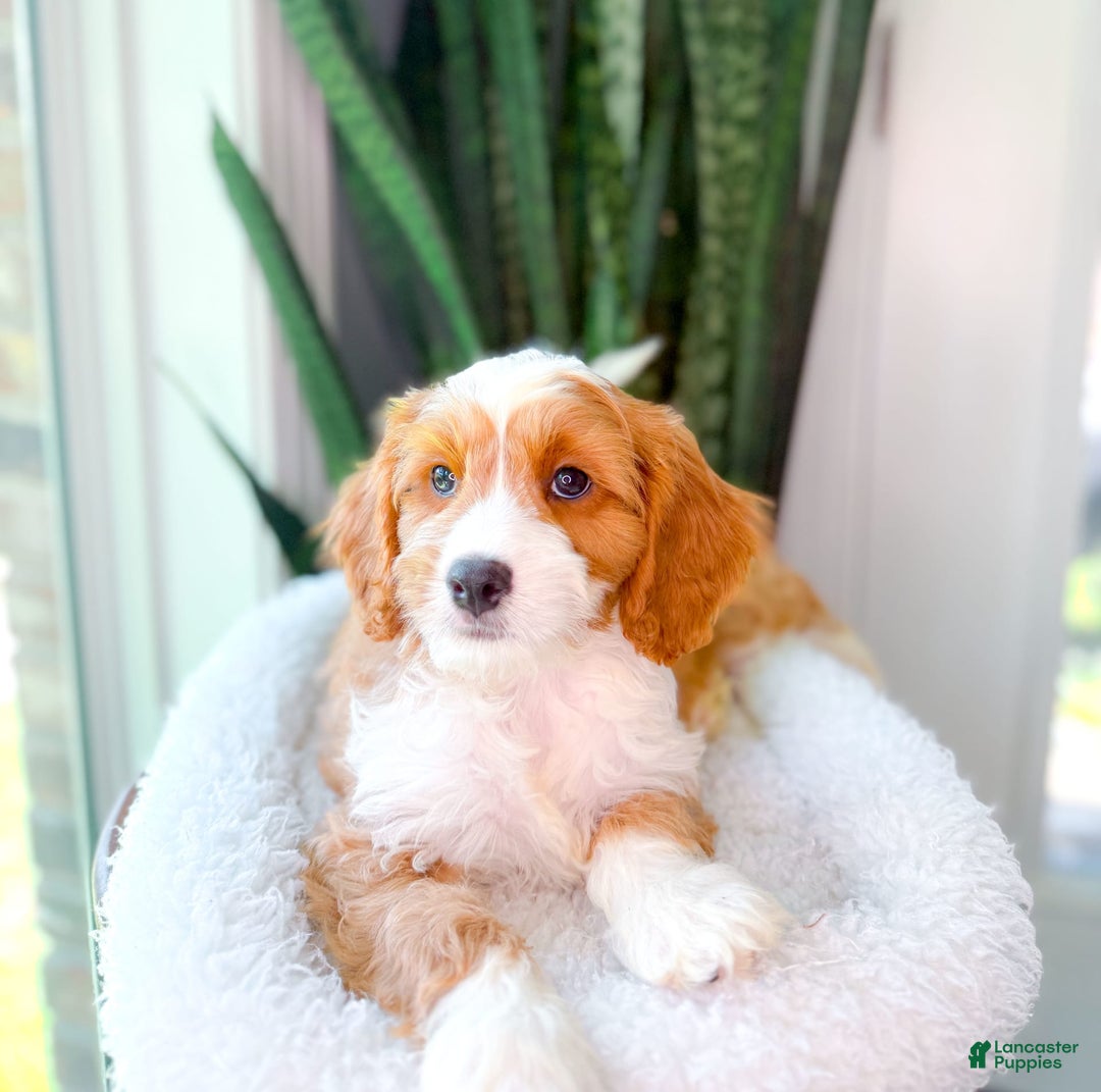 Cavapoo dogs for sale: Yahtzee - Image 7