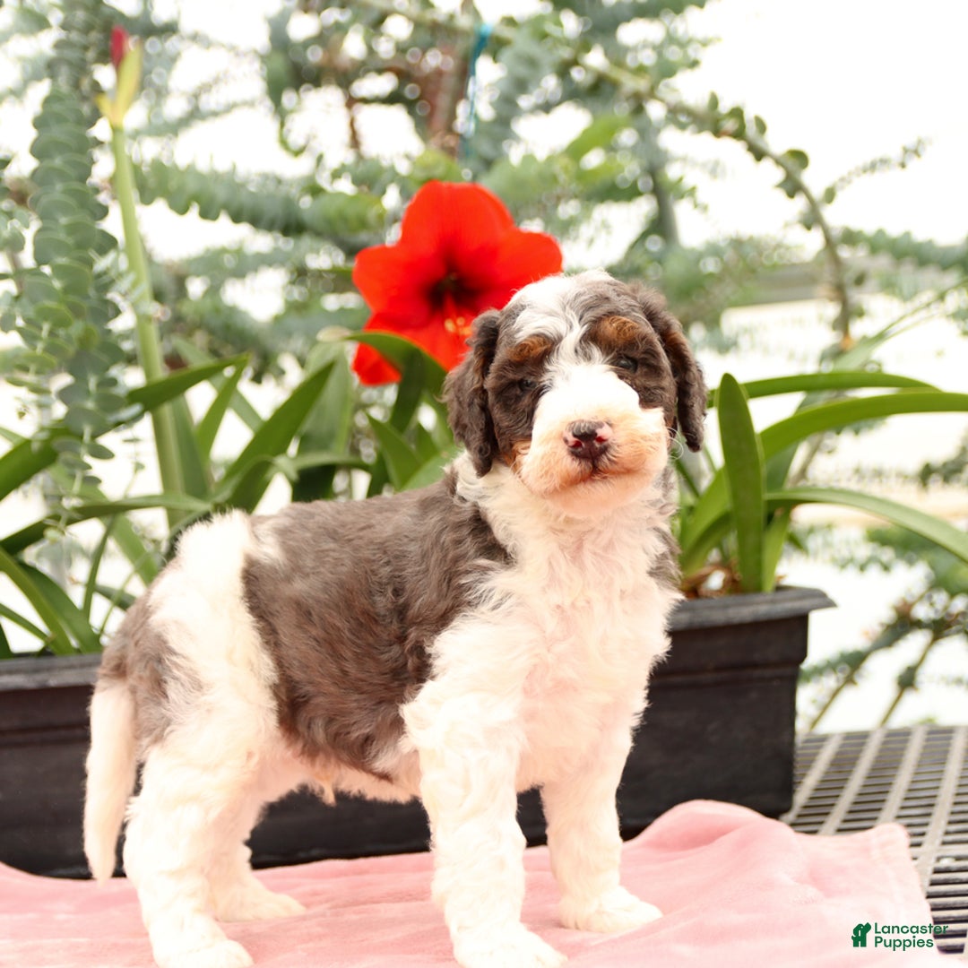 Bernedoodle dogs for sale: Truffle - Image 3