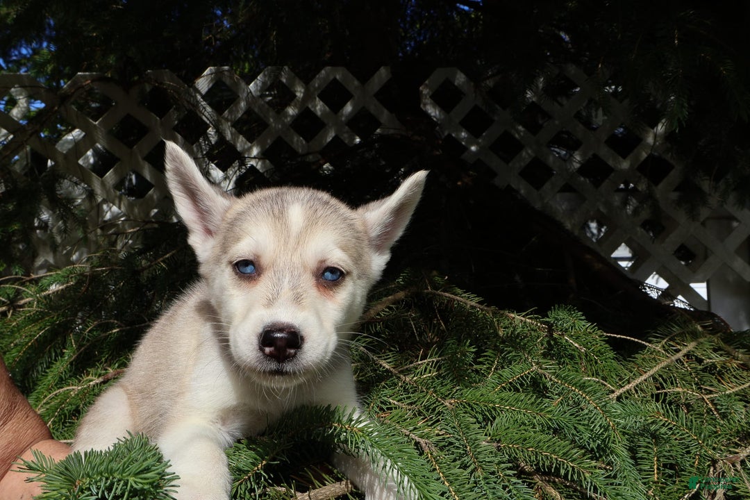 Gerberian Shepsky dogs for sale: Willy - Image 1