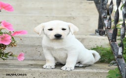 Jack Russell Terrier dogs for sale: Lacey - Image 2