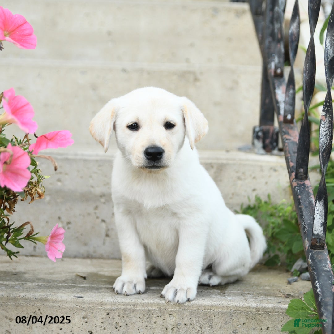 Jack Russell Terrier dogs for sale: Lacey - Image 2