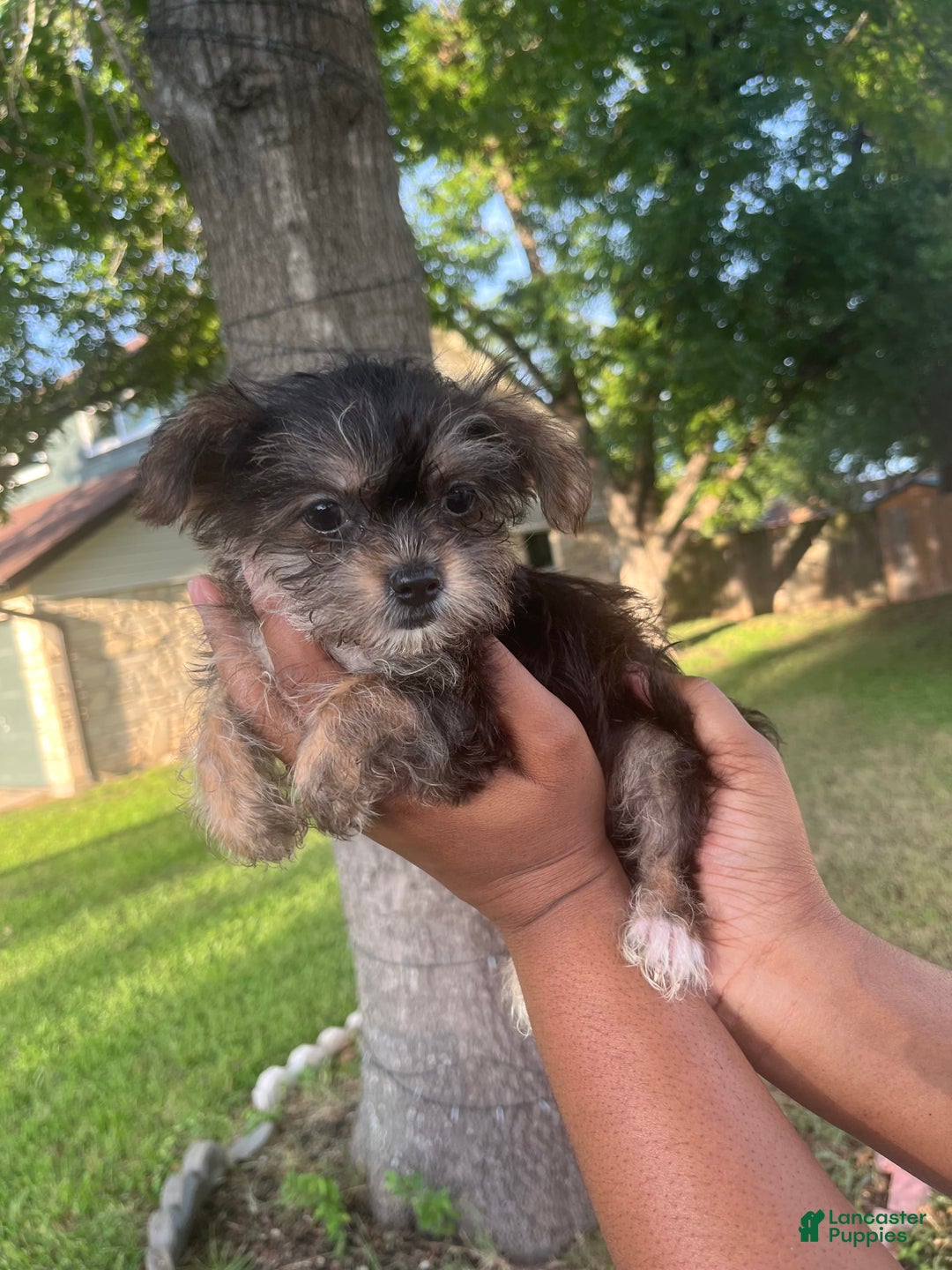 Shorkie dogs for sale: Chuck - Image 1
