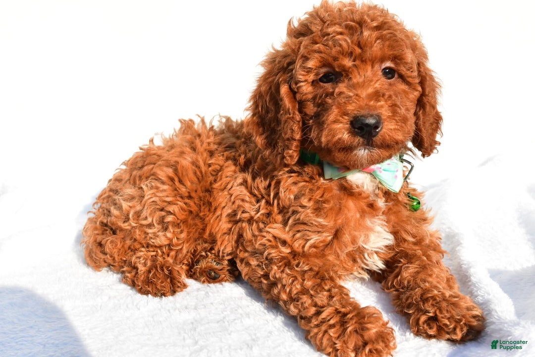 Miniature Poodle dogs for sale: Ozzy - Image 1