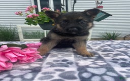 German Shepherd dogs for sale: Gloria - Image 2