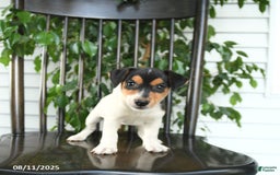 Jack Russell Terrier dogs for sale: Zion - Image 4