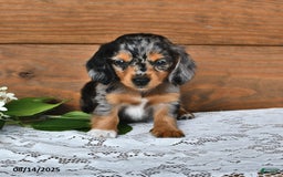 Miniature Dachshund dogs for sale: Dixie - Image 2