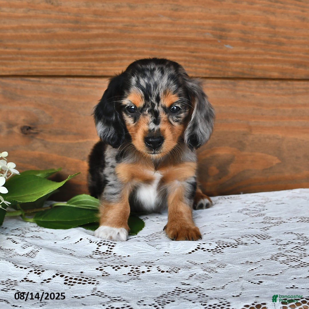 Miniature Dachshund dogs for sale: Dixie - Image 2
