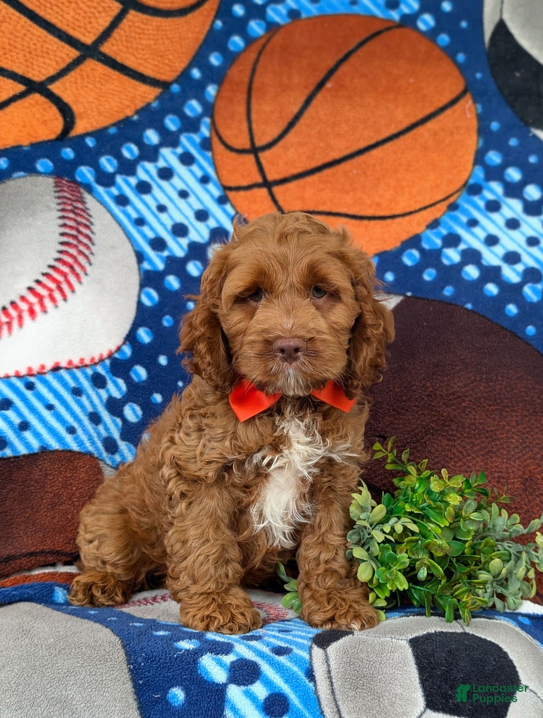 Cockapoo dogs for sale: Farlow - Image 4