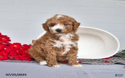 Toy Poodle dogs for sale: Coco - Image 2