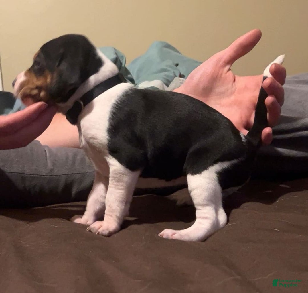Walker Hound dogs for sale: Black - Image 2